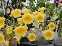 Dendrobium lindleyi