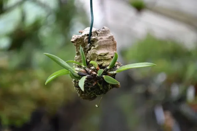 Maxillaria pumila