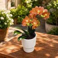 Phalaenopsis Indian Summer (Little Zorro) - orhidee premiata