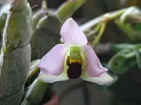 Dendrobium trantuanii