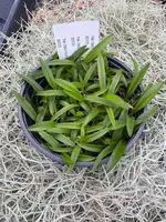 COMPOT Rodriguezia bahiensis