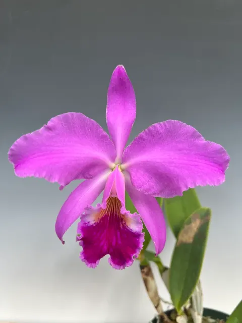 Cattleya labiata (Cattleya)