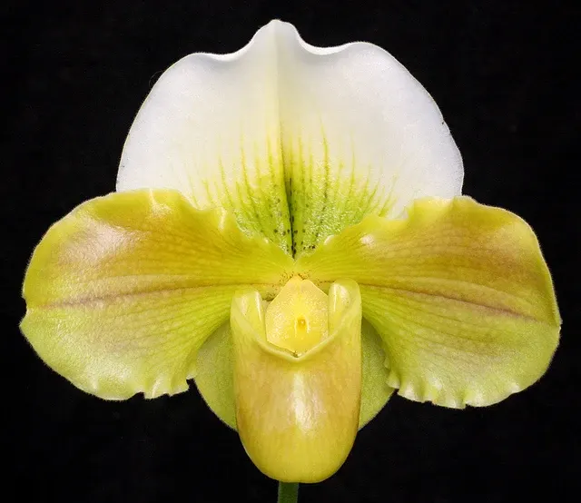 Paphiopedilum Yerba Nueva HCC/AOS X Kayday 'San Carlos' (Paphiopedilum)