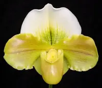 Paphiopedilum Yerba Nueva 'San Carlos' HCC/AOS x Kayday 'Primo'