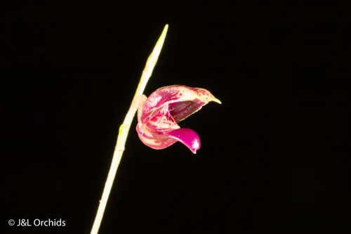 Scaphosepalum microdactylum (Scaphosepalum)