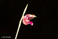 Scaphosepalum microdactylum