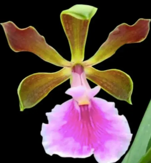 Encyclia cordigera var rosea x var alba