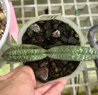 Paphiopedilum armeniacum