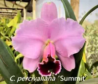 C. percivaliana x sib ('Summit' x pelorica 'Hercules') (C2172) (Cattleya - - percivaliana ) SS