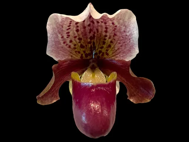 Paphiopedilum henryanum 'Dark Nick x Kita' x charlesworthii 'Miao Hua' x 'MH-Chili'