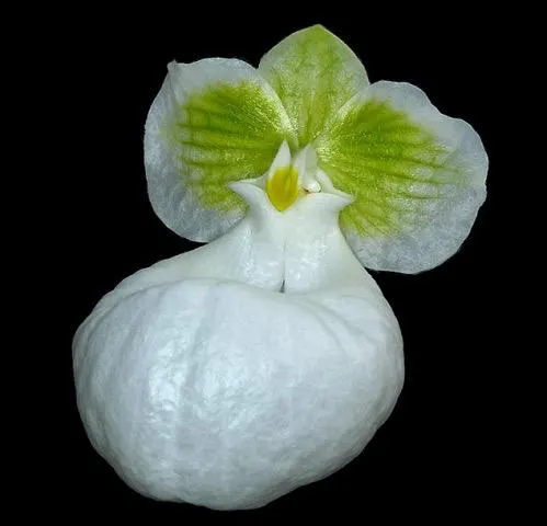 Paphiopedilum micranthum 'Alba' (Paphiopedilum)
