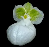 Paphiopedilum micranthum Alba (Small Plant)
