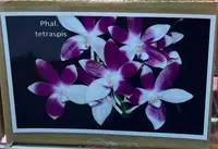 Phalaenopsis tetraspis — coerulea