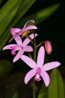 Laelia crispilabia