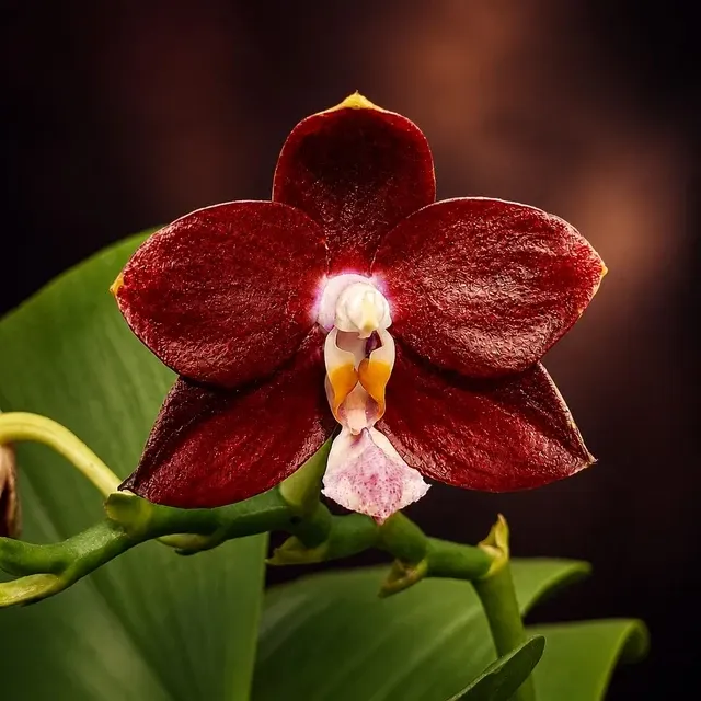Phalaenopsis Yaphon Red Pepper (Phalaenopsis)