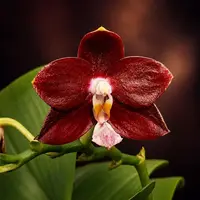 Phalaenopsis Yaphon Red Pepper - parfumat — fara flori, frunze cu defecte - ghiveci 2.5 inch