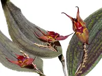 Lepanthes dactylopetala