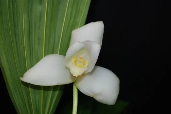 Lycaste Auburn × Highland