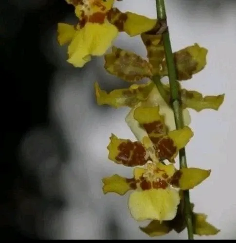Noid Oncidium (Oncidium)