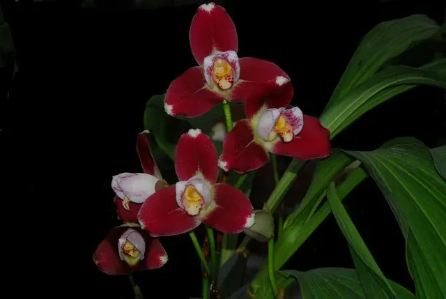 Lycaste Kiama