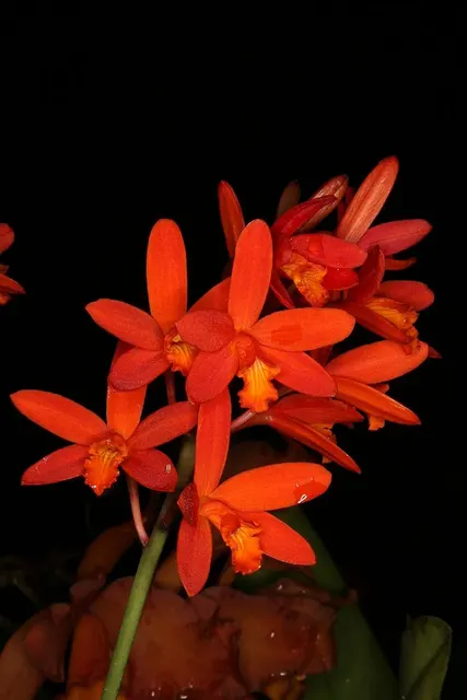 Laelia milleri