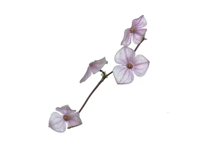 Stelis guianensis (Stelis)