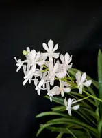 Vandachostylis Lou Sneary