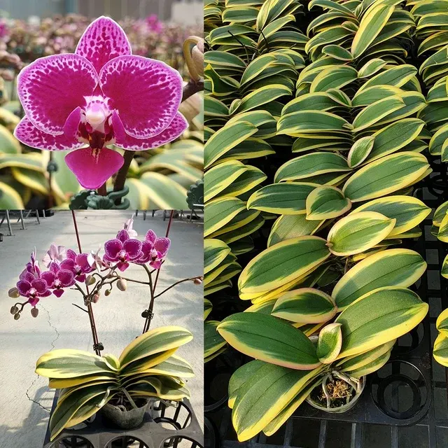 Phalaenopsis Chia E Yenlin 'A406'