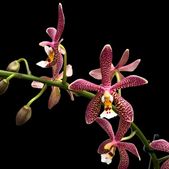 Phalaenopsis Bronze Maiden 'Black'