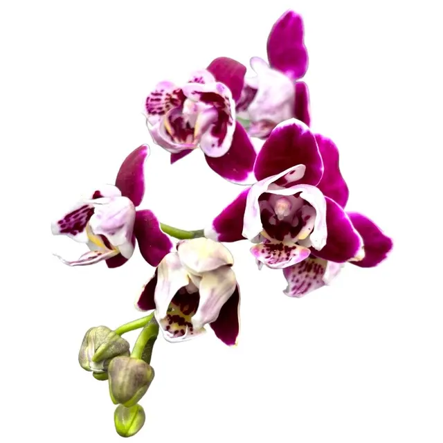 Phalaenopsis Miki Violet