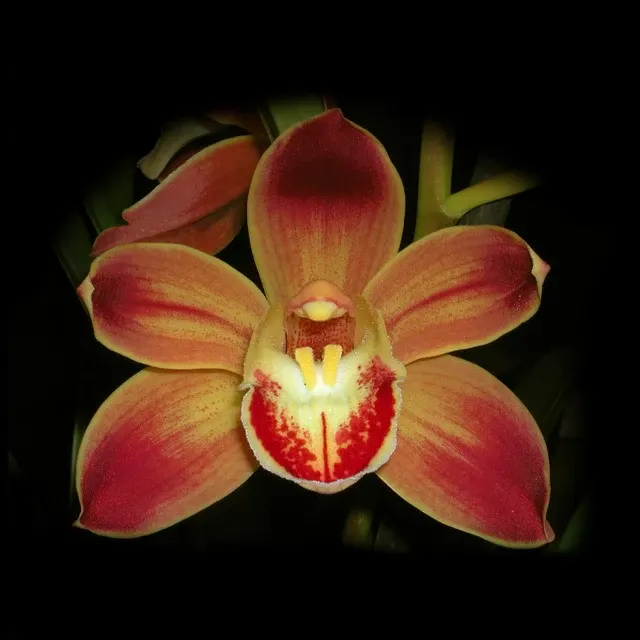 Cymbidium Wallacia