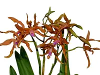 Laeliocattleya Ross Otto (Not Currently in Bloom)