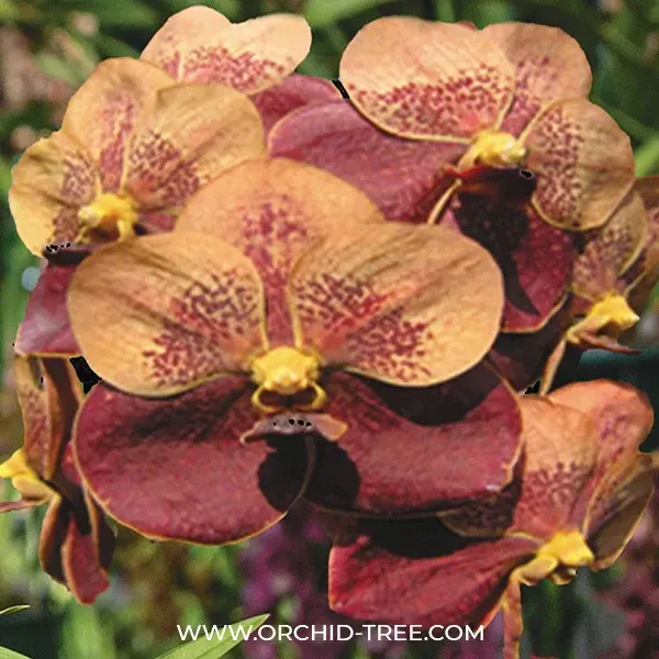 Vanda Jiraprapa Davarak x Ascocentrum Butterfly (Vanda)
