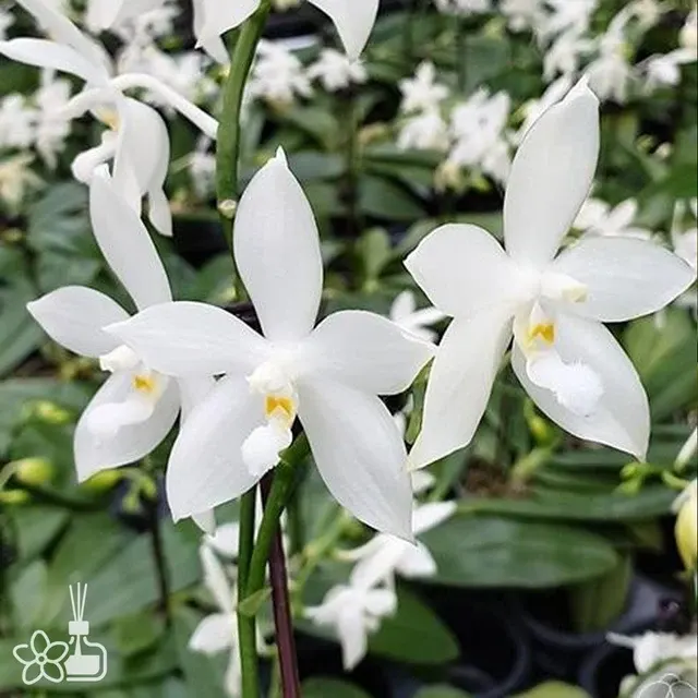 Phalaenopsis tetraspis 'alba'