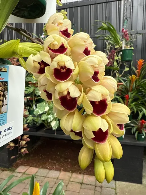 Cymbidium Mary Green 'Bonanza' (Cymbidium)