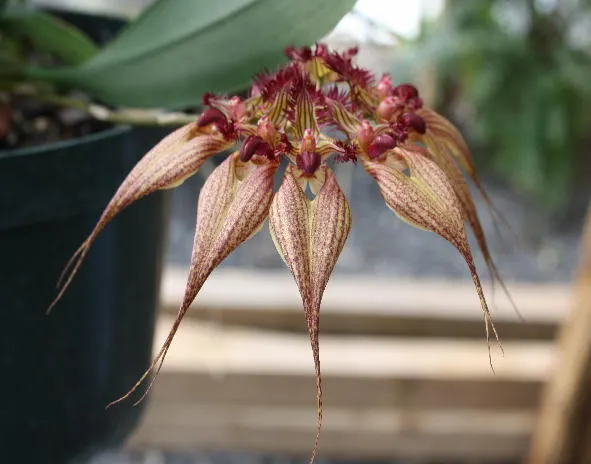 Bulbophyllum rothschildianum 'Seagrove' (Bulbophyllum)
