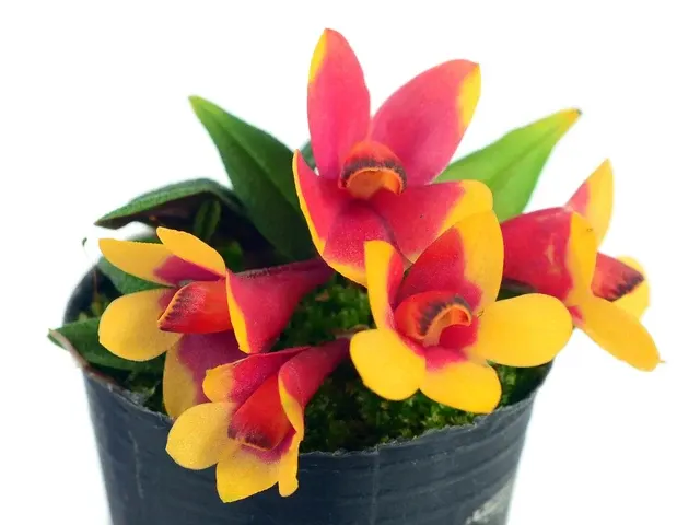 Dendrobium Aussie's Hi-Lo F. Red Yellow