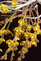 Chiloschista viridiflava