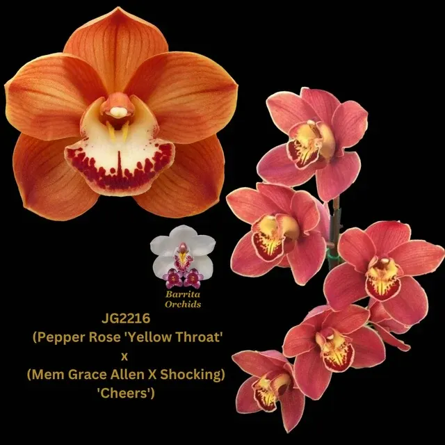 Cymbidium JG22166 (Cymbidium)