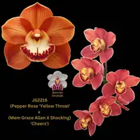 Cymbidium Seedling JG22166 (Pepper Rose 'Yellow Throat' x (Mem Grace Allen X Shocking) 'Cheers')