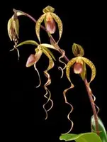 Paphiopedilum CHIU HUA DANCER (sanderianum x gigantifolium)