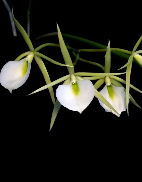 Brassavola fragrans / tuberculata (Brassavola)