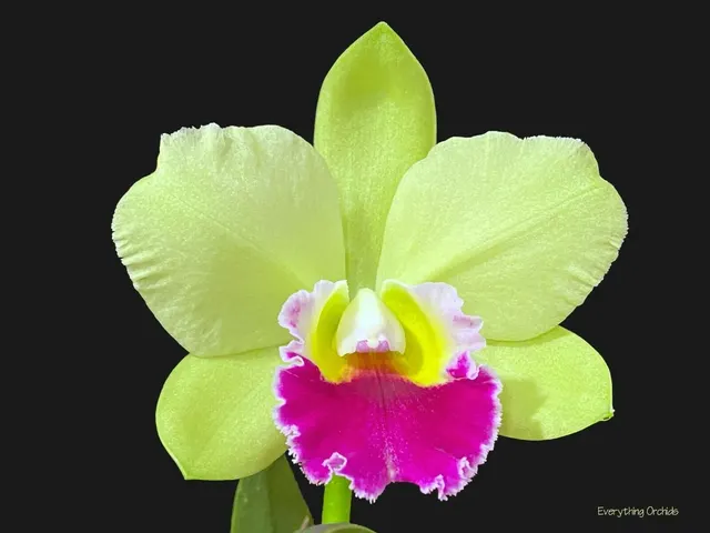 Brassolaeliocattleya Hsinying Greenworth 'NN' (Brassolaeliocattleya)