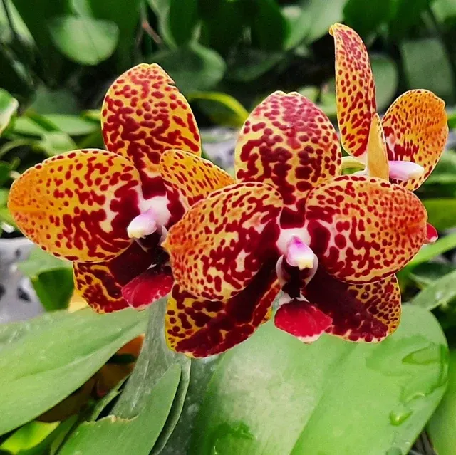 Phalaenopsis Zheng Min Anaconda