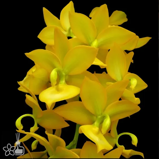 Cycnoches Taiwan Gold