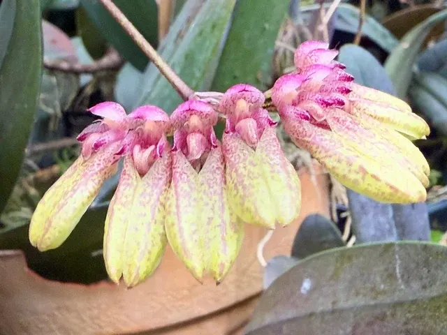 Bulbophyllum specie