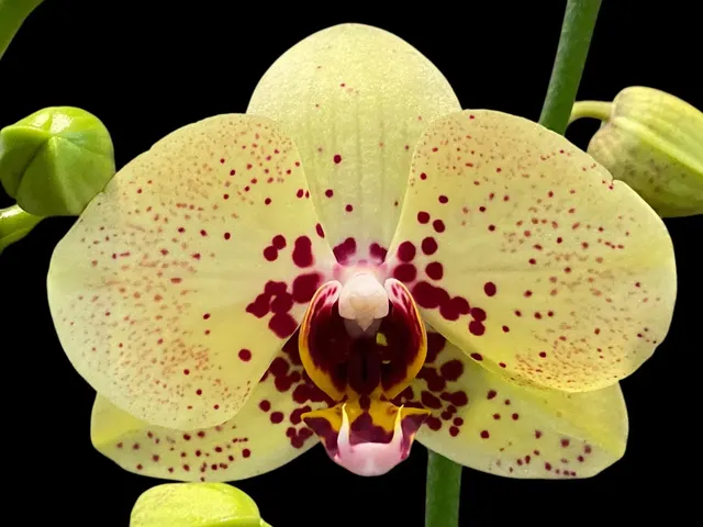 Phalaenopsis I-Hsin Picachu