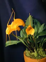 Hard to find, Masdevallia hirtzii, Blooming size, Shipping Included