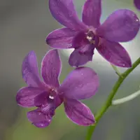 Dendrobium Nopporn Blue
