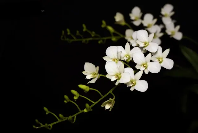 Dendrobium affine